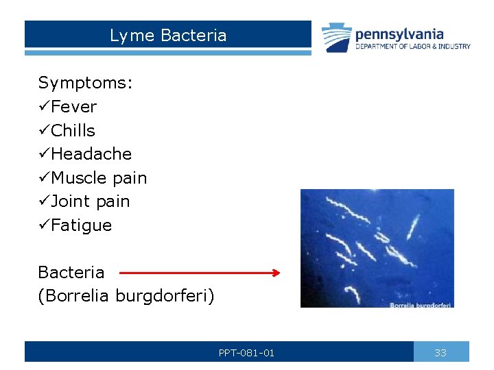 Lyme Bacteria Symptoms: üFever üChills üHeadache üMuscle pain üJoint pain üFatigue Bacteria (Borrelia burgdorferi)