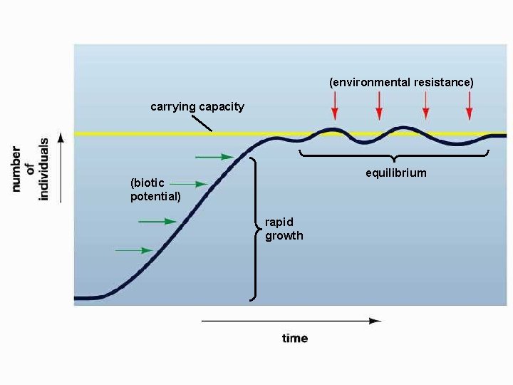 (environmental resistance) carrying capacity equilibrium (biotic potential) rapid growth 