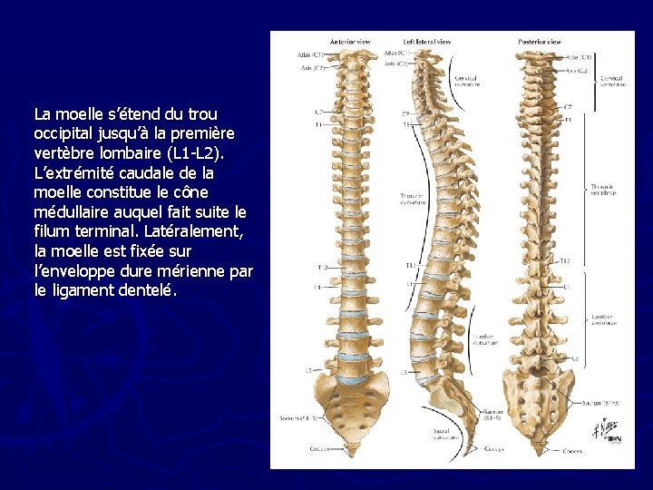 La moelle s’étend du trou occipital jusqu’à la première vertèbre lombaire (L 1 -L