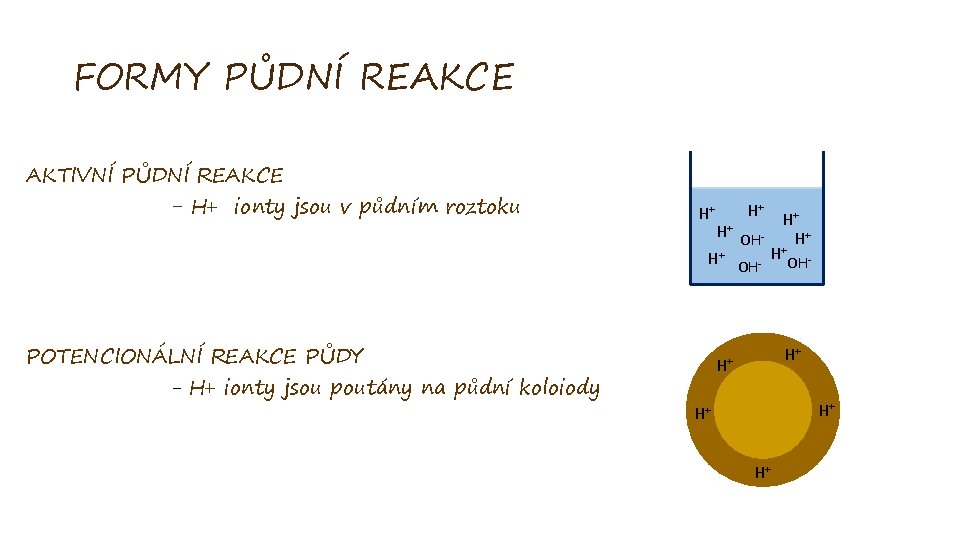 FORMY PŮDNÍ REAKCE AKTIVNÍ PŮDNÍ REAKCE - H+ ionty jsou v půdním roztoku H+