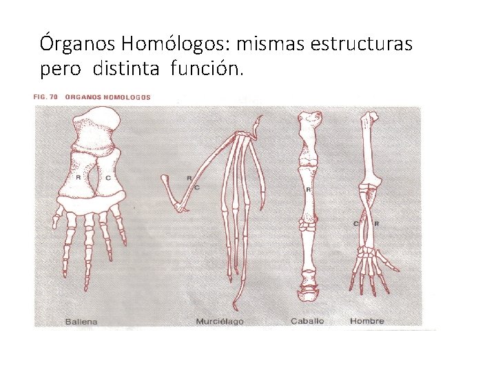 Órganos Homólogos: mismas estructuras pero distinta función. 