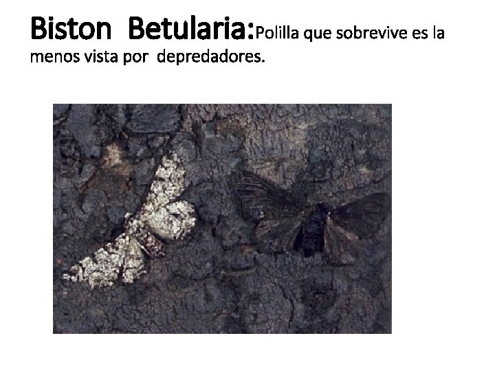 Biston Betularia: Polilla que sobrevive es la menos vista por depredadores. 