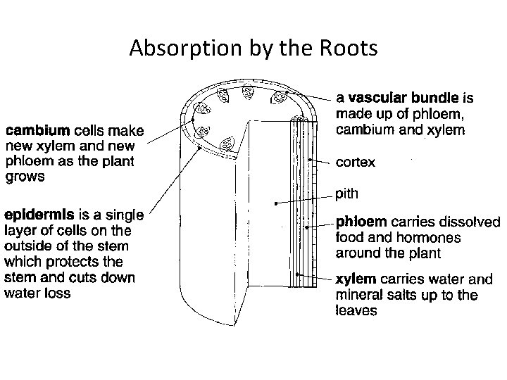 Absorption by the Roots 