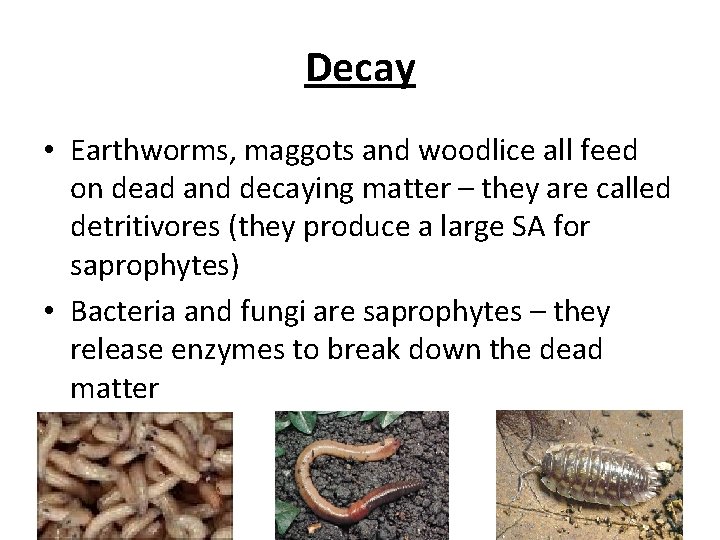Decay • Earthworms, maggots and woodlice all feed on dead and decaying matter –