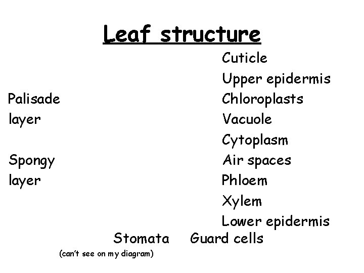 Leaf structure Palisade layer Spongy layer Stomata (can’t see on my diagram) Cuticle Upper
