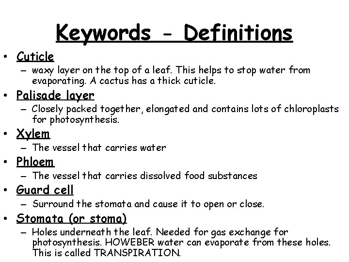Keywords - Definitions • Cuticle – waxy layer on the top of a leaf.