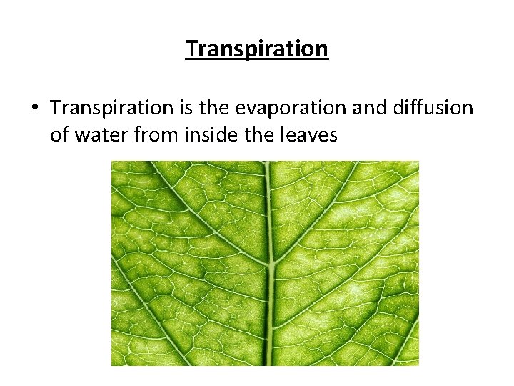 Transpiration • Transpiration is the evaporation and diffusion of water from inside the leaves