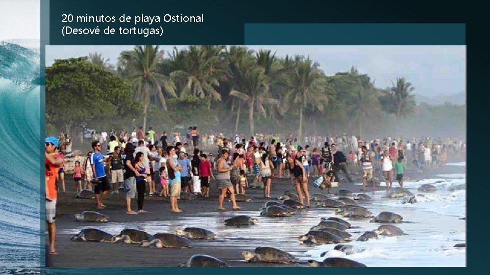 20 minutos de playa Ostional (Desové de tortugas) 