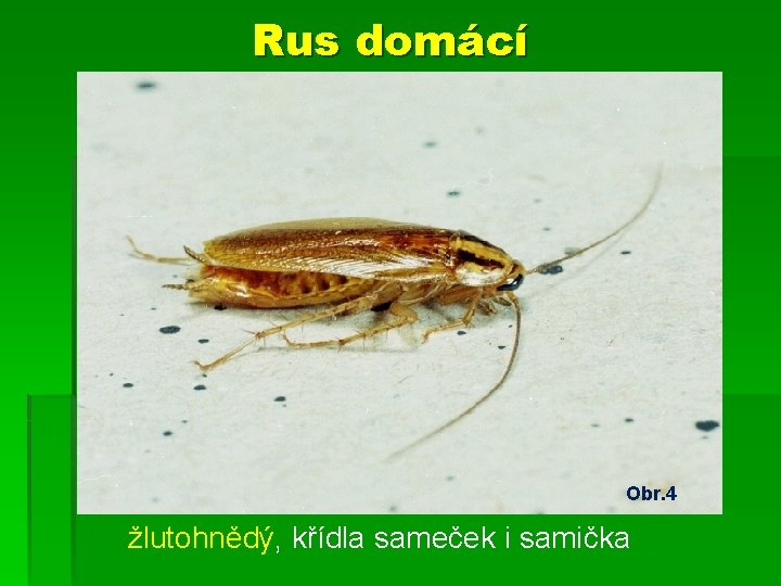 Rus domácí Obr. 4 žlutohnědý, křídla sameček i samička 