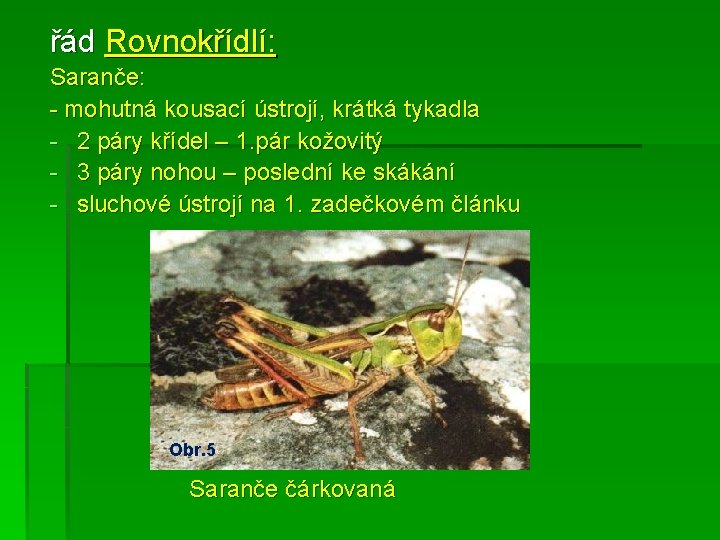 řád Rovnokřídlí: Saranče: - mohutná kousací ústrojí, krátká tykadla - 2 páry křídel –