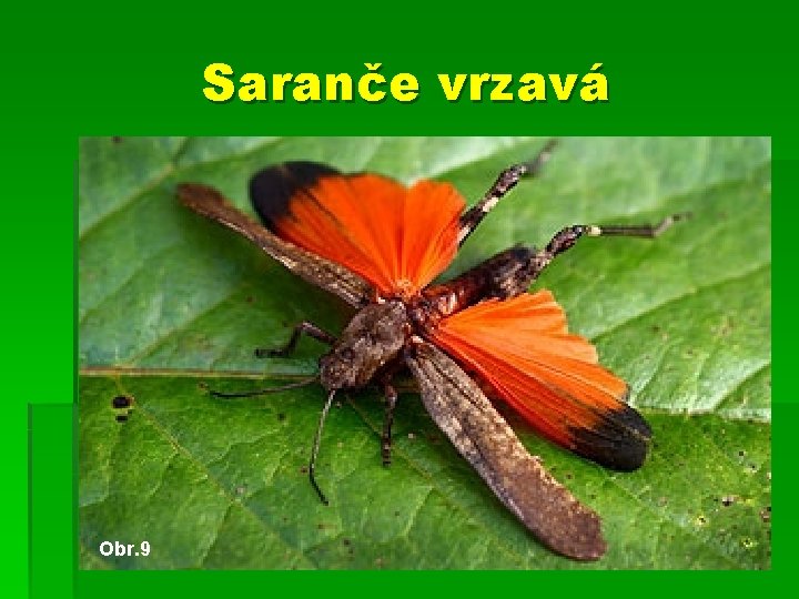 Saranče vrzavá Obr. 9 