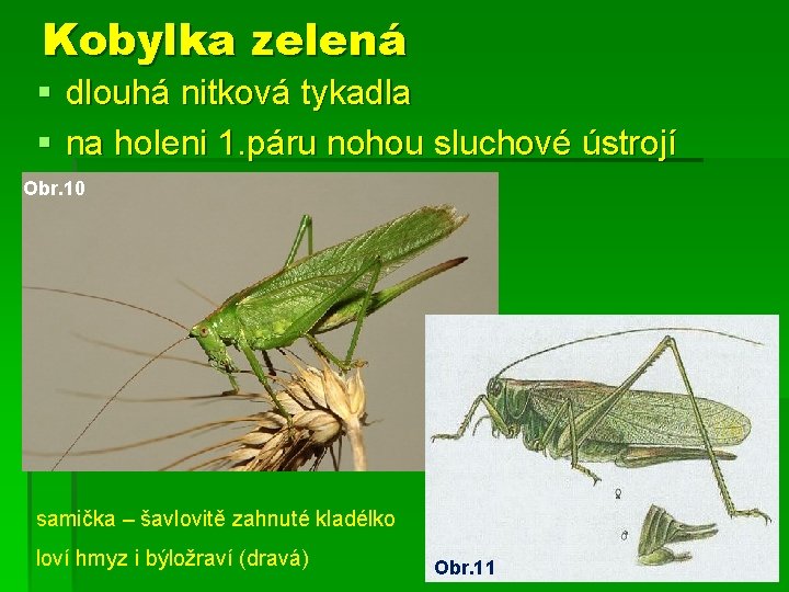 Kobylka zelená § dlouhá nitková tykadla § na holeni 1. páru nohou sluchové ústrojí