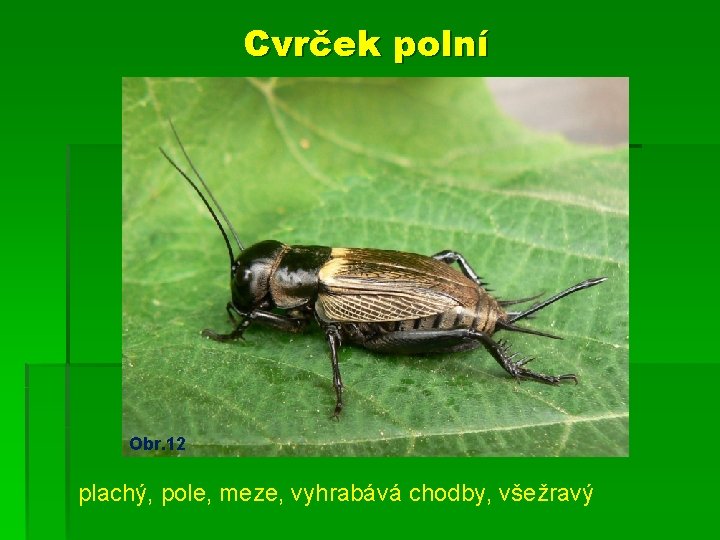 Cvrček polní Obr. 12 plachý, pole, meze, vyhrabává chodby, všežravý 