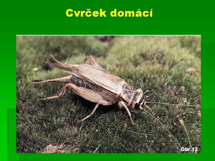 Cvrček domácí Obr. 13 