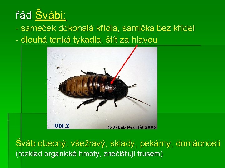 řád Švábi: - sameček dokonalá křídla, samička bez křídel - dlouhá tenká tykadla, štít