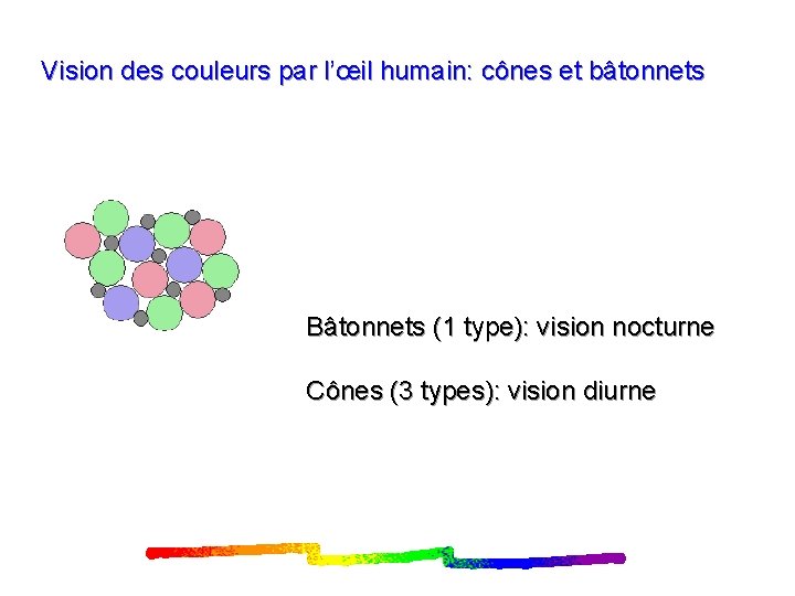 Vision des couleurs par l’œil humain: cônes et bâtonnets Bâtonnets (1 type): vision nocturne