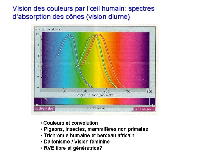 Vision des couleurs par l’œil humain: spectres d’absorption des cônes (vision diurne) • Couleurs