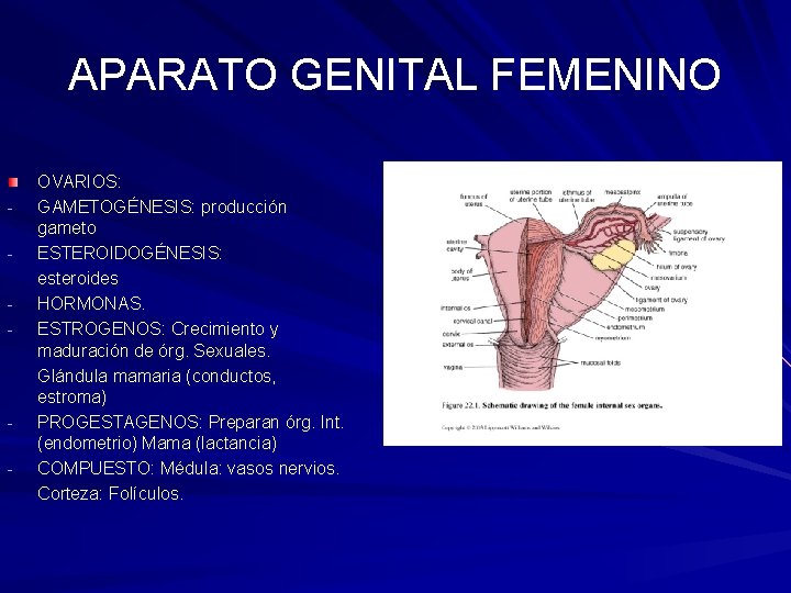 APARATO GENITAL FEMENINO - - OVARIOS: GAMETOGÉNESIS: producción gameto ESTEROIDOGÉNESIS: esteroides HORMONAS. ESTROGENOS: Crecimiento