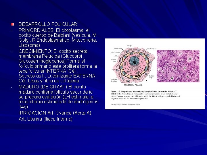 - - - DESARROLLO FOLICULAR: PRIMORDIALES: El citoplasma, el oocito cuerpo de Balbiani (vesícula,