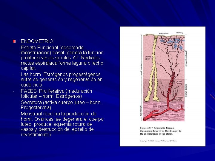 - - - ENDOMETRIO Estrato Funcional (desprende menstruación) basal (genera la función prolifera) vasos