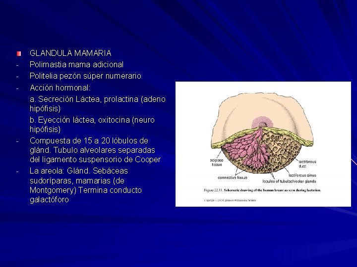 - - - GLANDULA MAMARIA Polimastia mama adicional Politelia pezón súper numerario Acción hormonal: