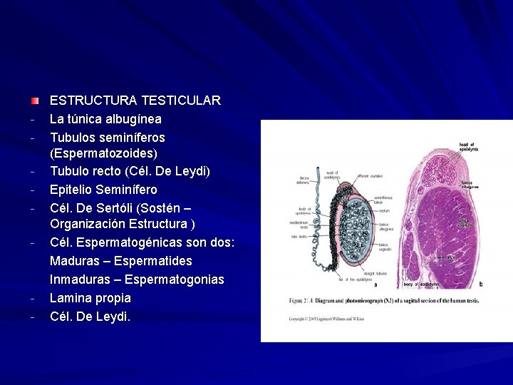 - - ESTRUCTURA TESTICULAR La túnica albugínea Tubulos seminíferos (Espermatozoides) Tubulo recto (Cél. De