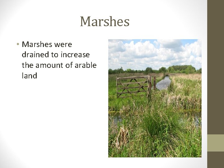 Marshes • Marshes were drained to increase the amount of arable land 