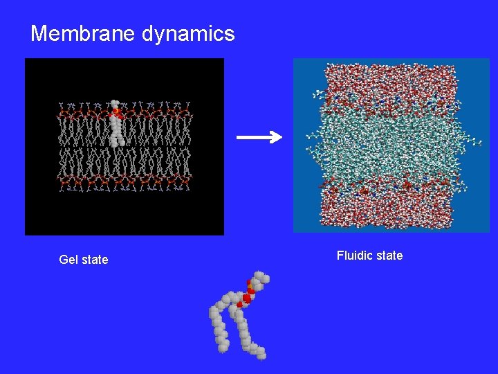 Membrane dynamics Gel state Fluidic state 
