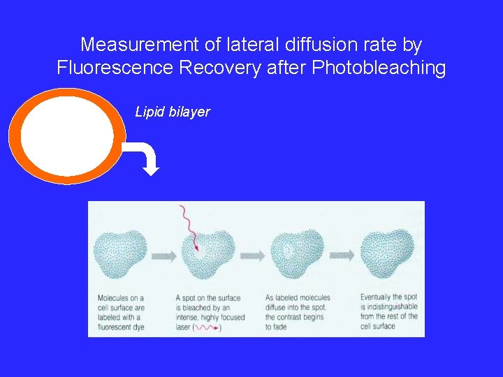 Measurement of lateral diffusion rate by Fluorescence Recovery after Photobleaching Lipid bilayer 
