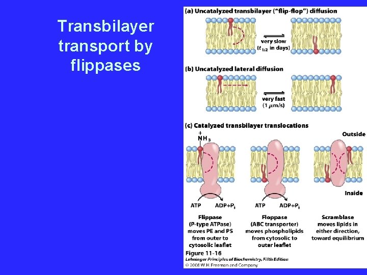 Transbilayer transport by flippases 
