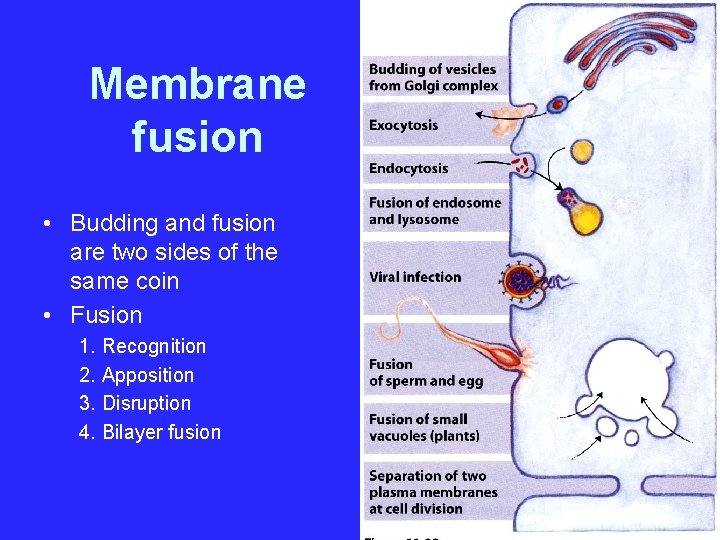 Membrane fusion • Budding and fusion are two sides of the same coin •