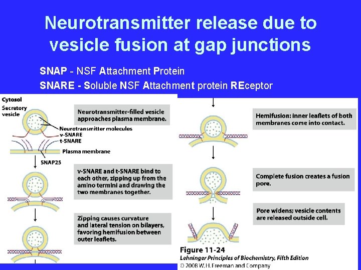 Neurotransmitter release due to vesicle fusion at gap junctions SNAP - NSF Attachment Protein