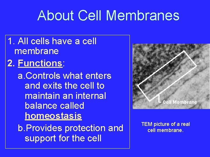 About Cell Membranes 1. All cells have a cell membrane 2. Functions: a. Controls