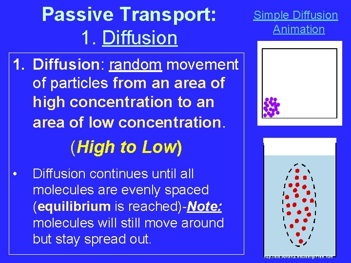 Passive Transport: 1. Diffusion Simple Diffusion Animation 1. Diffusion: random movement of particles from
