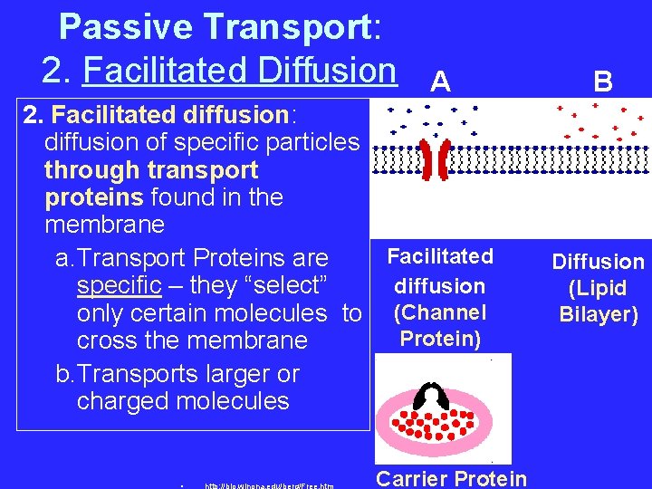 Passive Transport: 2. Facilitated Diffusion A 2. Facilitated diffusion: diffusion of specific particles through
