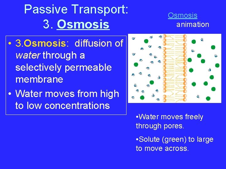 Passive Transport: 3. Osmosis animation • 3. Osmosis: diffusion of water through a selectively