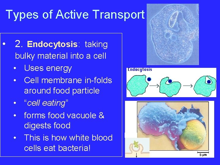 Types of Active Transport • 2. Endocytosis: taking bulky material into a cell •