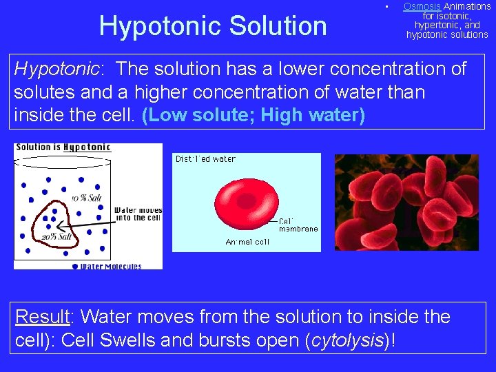 Hypotonic Solution • Osmosis Animations for isotonic, hypertonic, and hypotonic solutions Hypotonic: The solution