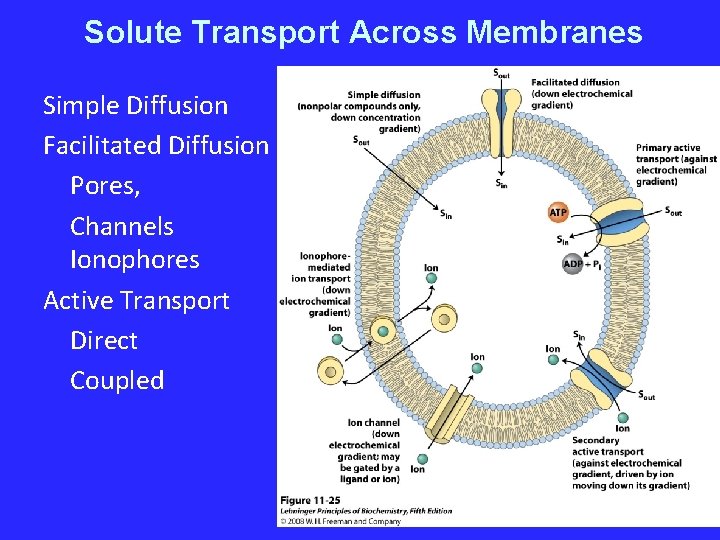 Solute Transport Across Membranes Simple Diffusion Facilitated Diffusion Pores, Channels Ionophores Active Transport Direct