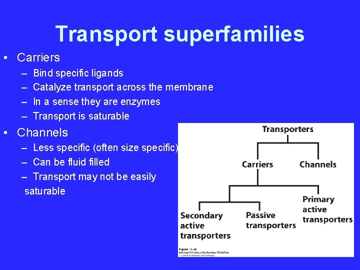 Transport superfamilies • Carriers – – Bind specific ligands Catalyze transport across the membrane