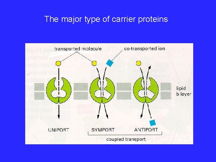 The major type of carrier proteins 