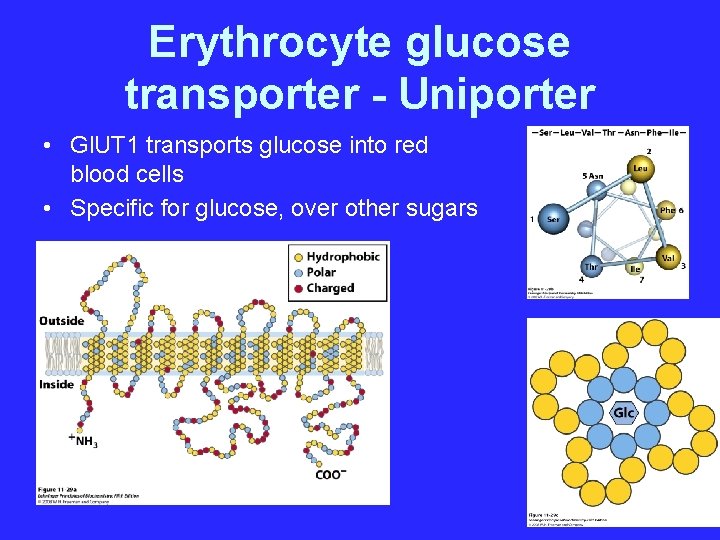 Erythrocyte glucose transporter - Uniporter • Gl. UT 1 transports glucose into red blood