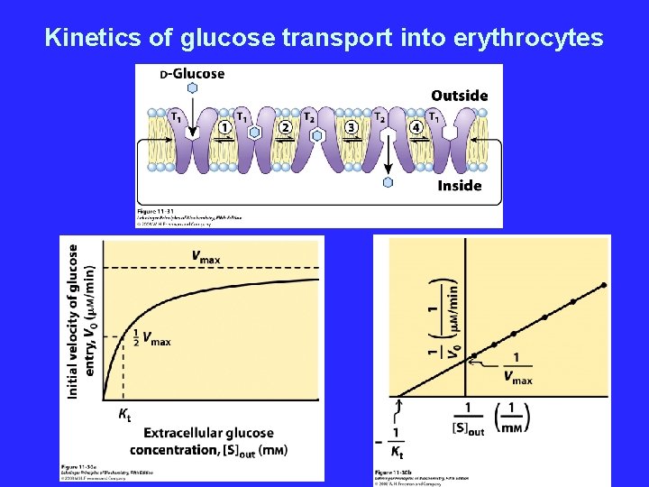 Kinetics of glucose transport into erythrocytes 