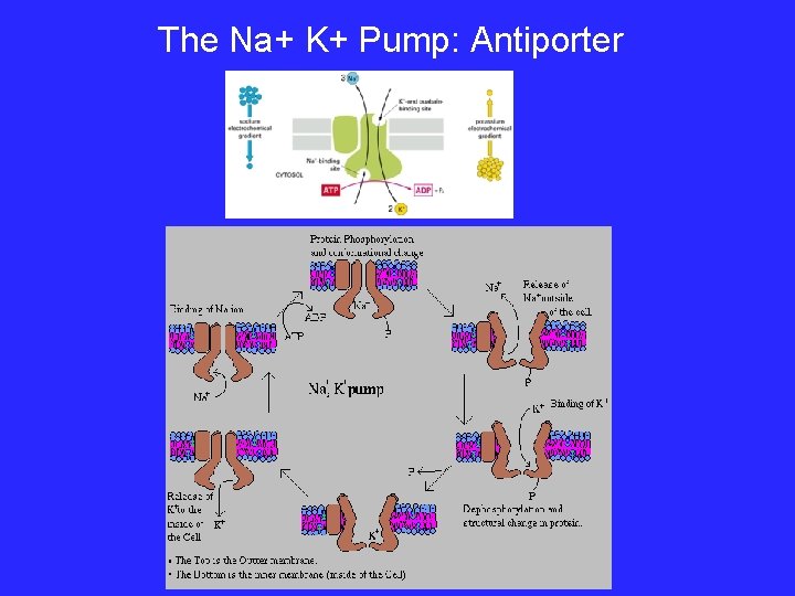 The Na+ K+ Pump: Antiporter 