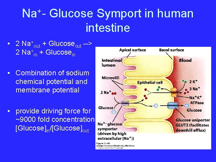 Na+- Glucose Symport in human intestine • 2 Na+out + Glucoseout --> 2 Na+in
