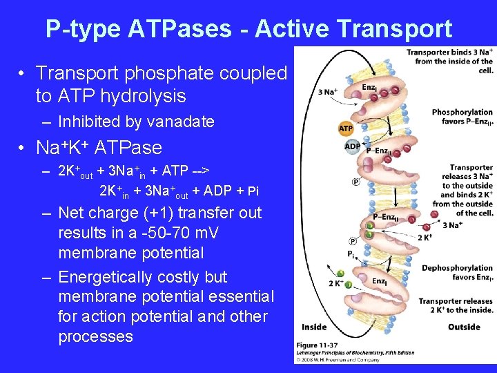 P-type ATPases - Active Transport • Transport phosphate coupled to ATP hydrolysis – Inhibited