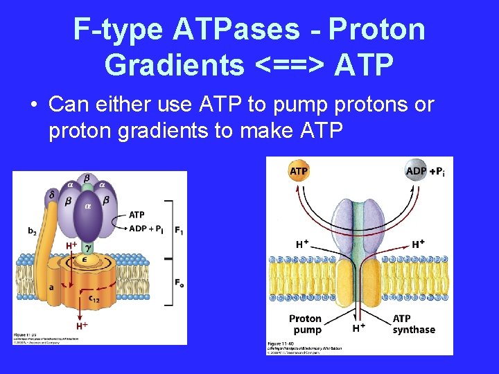 F-type ATPases - Proton Gradients <==> ATP • Can either use ATP to pump