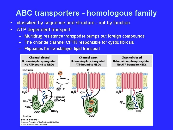 ABC transporters - homologous family • classified by sequence and structure - not by