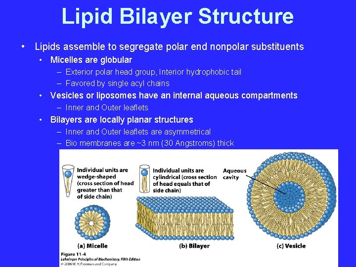 Lipid Bilayer Structure • Lipids assemble to segregate polar end nonpolar substituents • Micelles
