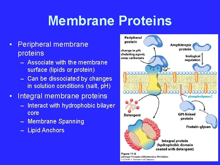 Membrane Proteins • Peripheral membrane proteins – Associate with the membrane surface (lipids or